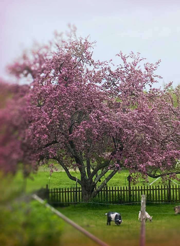 Katherine Dunn Tree Yard